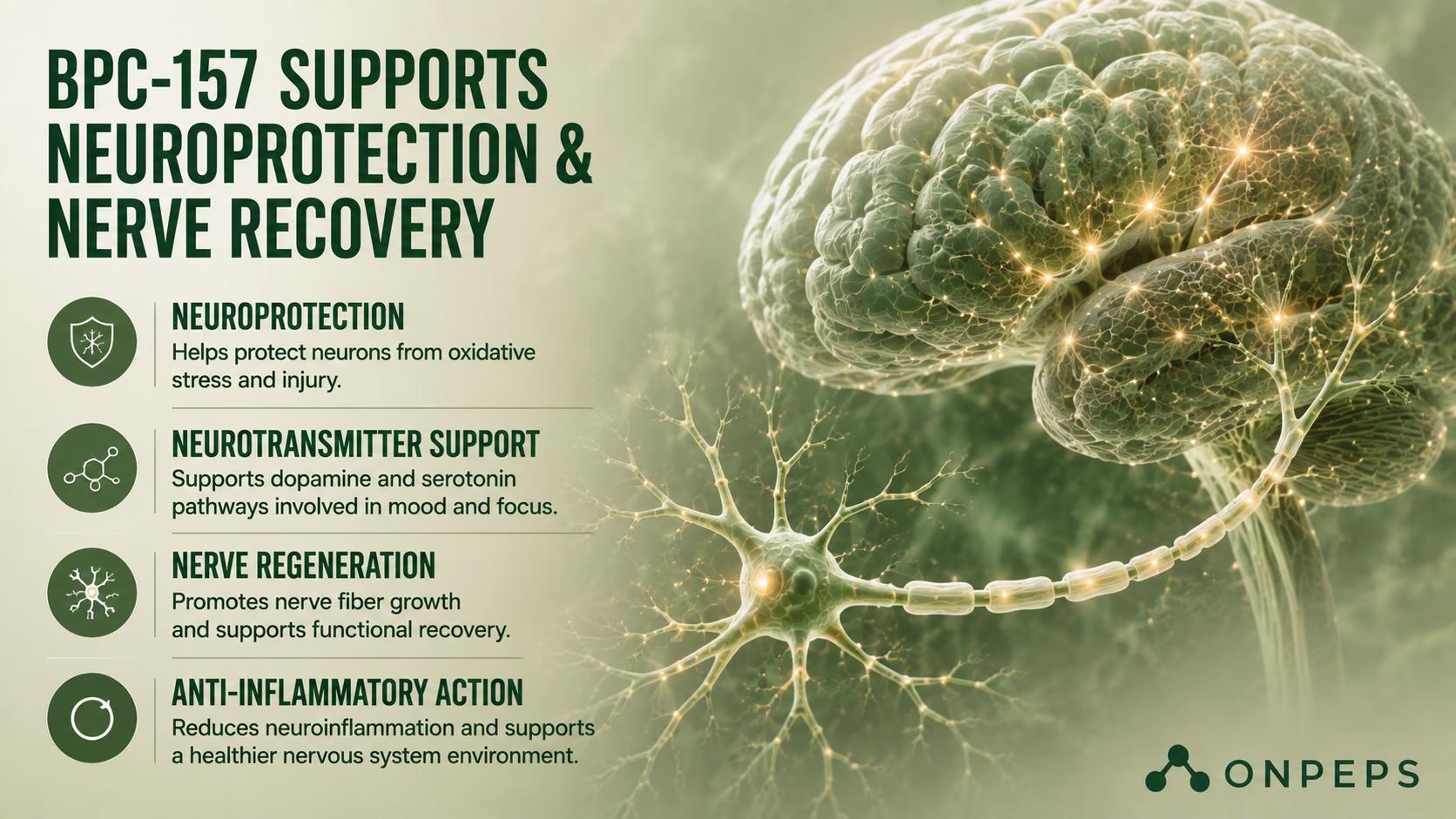 BPC-157 Safety: Animal Toxicity, WADA Ban, and the Human Data Gap